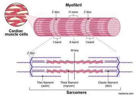 Cardiomyocyte Medizzy