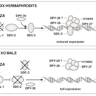 Model For The Sex Specific Assembly Of An X Chromosome Dosage