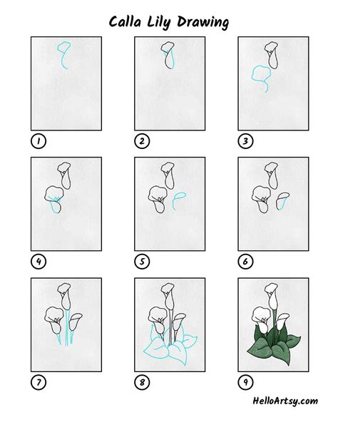 calla lily drawing 2