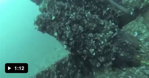 Under The Bikini Bottom 9GAG