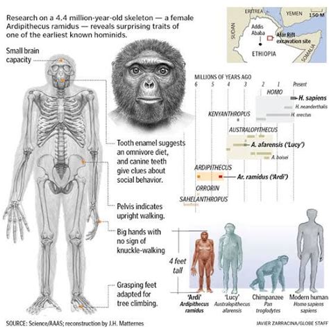 human evolution  anthropology major