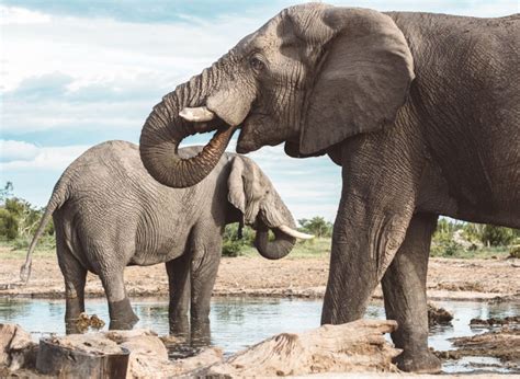 Photos To Inspire You To Visit Botswana The Blonde Abroad