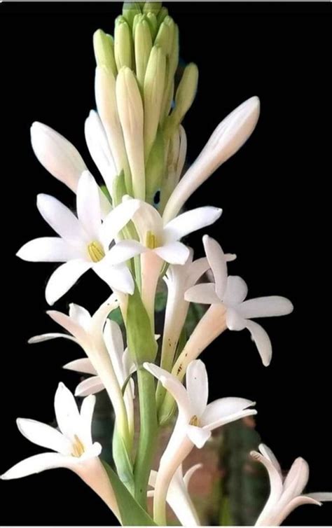 rajnigandha flower wallpaper hd