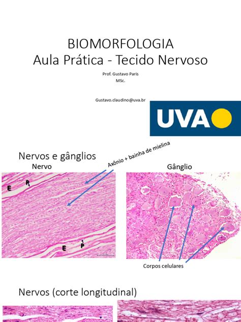Biomorfologia O Que É - Biomorfologia - Pratica T. Nervoso | PDF