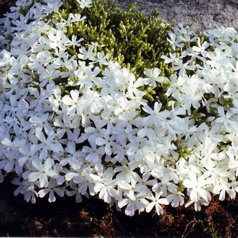 Купить Флокс шиловидный белый, цена 40 ₴ — Prom.ua (ID#854359934)