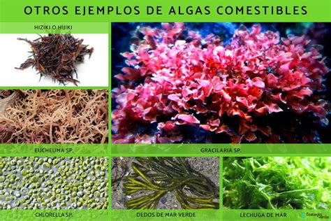 Tipos De Algas Comestibles Y Sus Beneficios Desc Brelas Aqu