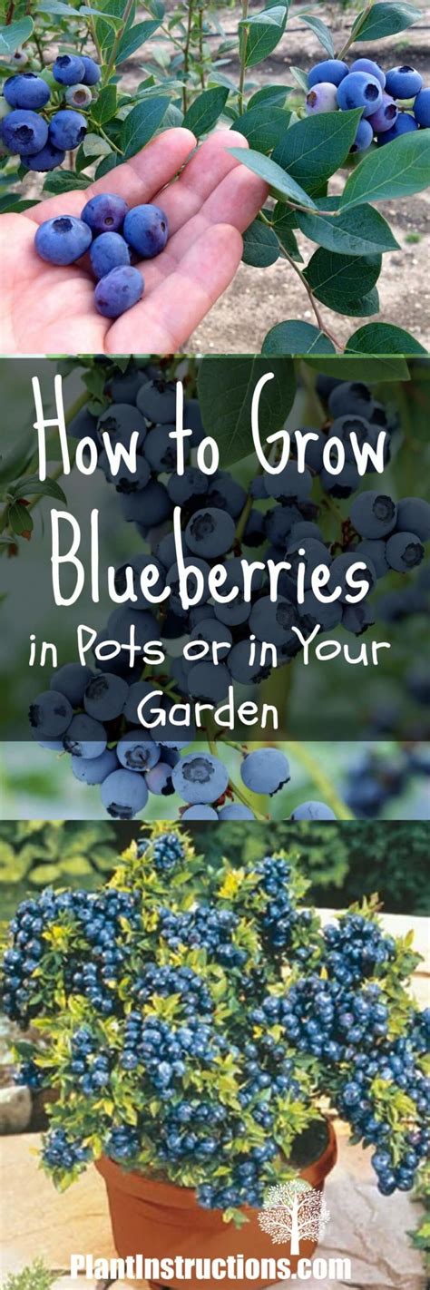 How To Grow Blueberries In A Pot Or In Your Garden Blueberry Bushes