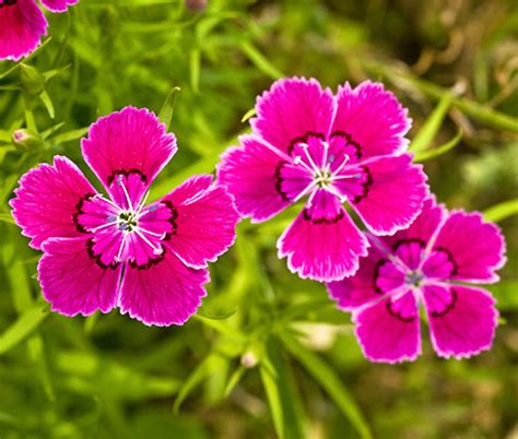 Maiden Pinks Dianthus Deltoides Seeds