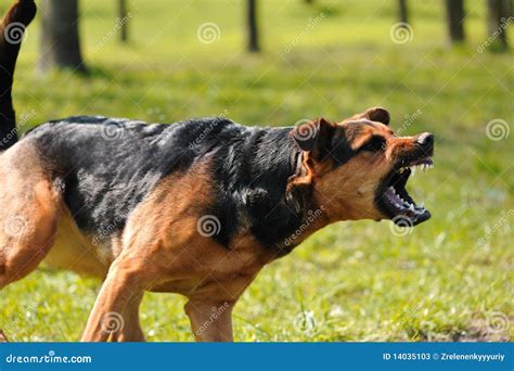 What Percent Is Mad Dog