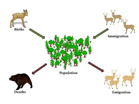 Understanding Wildlife Biology Population Dynamics 101 Outdoor Life