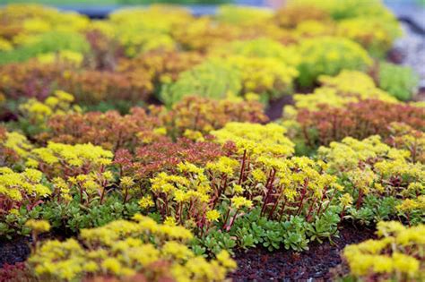 10 Ground Cover Plants For Full Sun