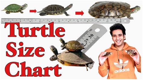 How Do Red Ear Slider Turtles Age