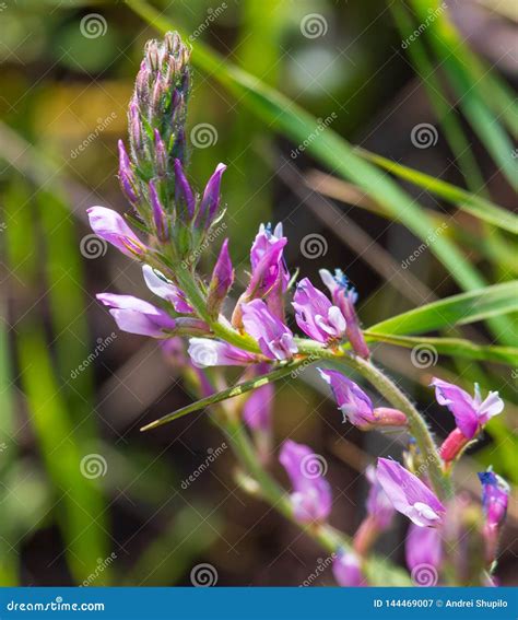 Purple Flower In The Grass On Nature Stock Image Image Of Meadow