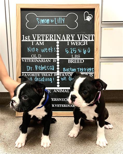 Porters Neck Veterinary... - Porters Neck Veterinary Hospital