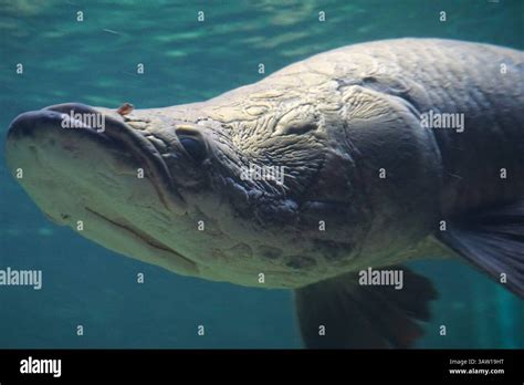 arapaima head  res stock photography  images alamy