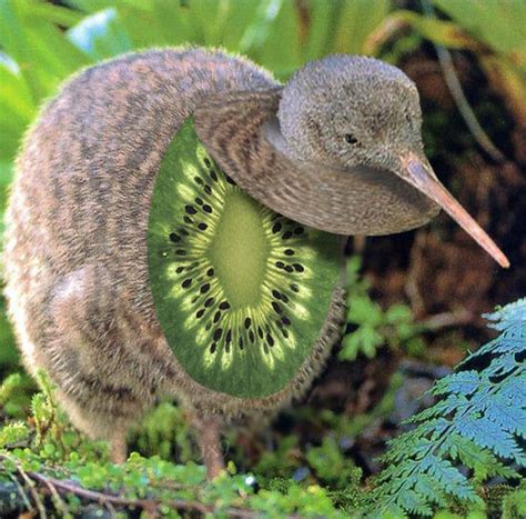 kiwi kiwi    photo manipulated picture created flickr