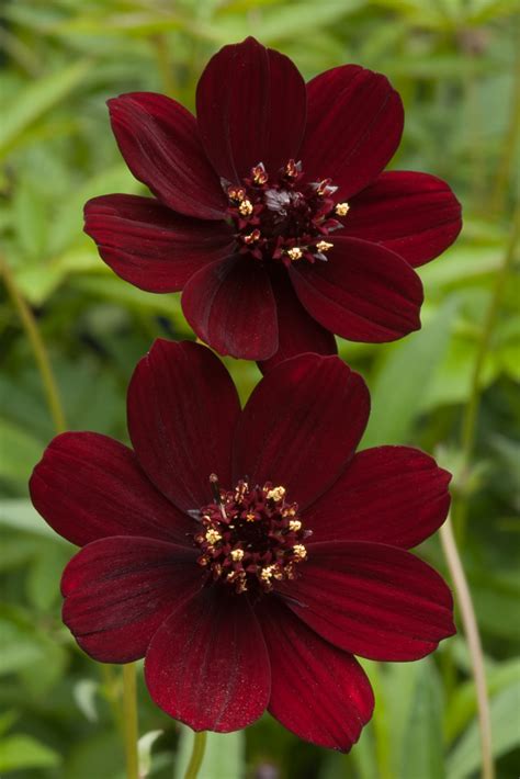 Cosmos Atrosanguineus Chocamocha Thomocha Pbr Chocolate Cosmos