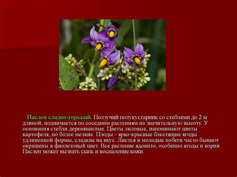 Презентация по биологии на тему _Ядовитые растения_ - online presentation