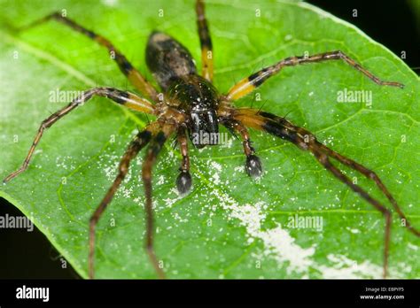 Buzzing spiders hi-res stock photography and images - Alamy