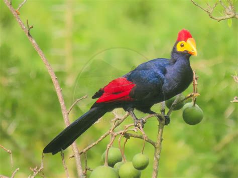 Blogs - African Scenic Beauty Safaris