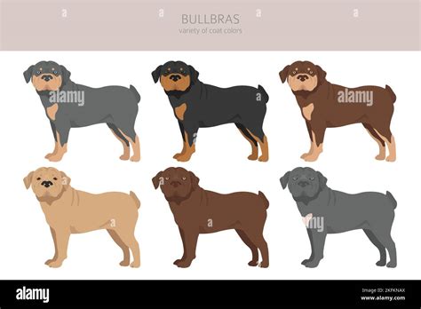 Bullbras Clipart Alle Fellfarben Eingestellt Alle Hunderassen