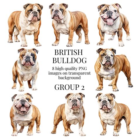British Bulldog Clipart | High-quality Transparent PNG | Watercolor Illustration | Pet Dog