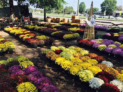 Flying Ghost Pumpkin Patch - Home