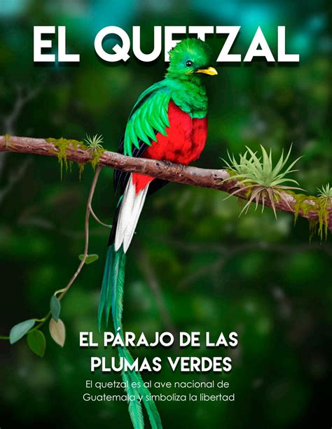 El Quetzal ave naciona Guatemala by mesocreg - Issuu