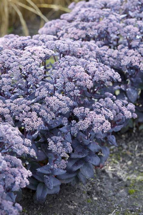16+ Mojave Jewels Sapphire Sedum