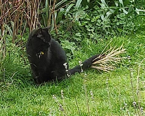 10000 Best Blonde Images On Pholder IR Lgirls Pretty Girls And Hololive