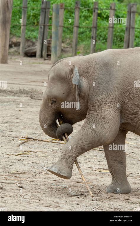 Malaysia Borneo Sabah Kota Kinabalu Lok Kawi Wildlife Park Baby