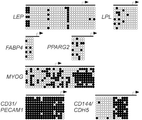 Bisulfite Genomic Sequencing Analysis Of Cpg Methylation In The