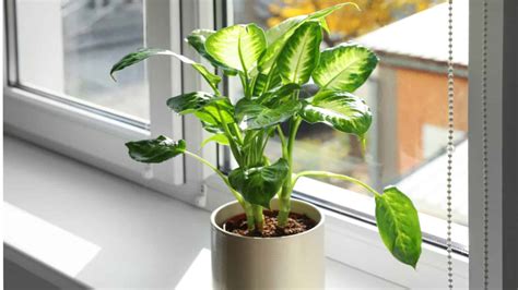 How To Grow And Care For Dieffenbachia Dumb Cane Plant Planet Natural