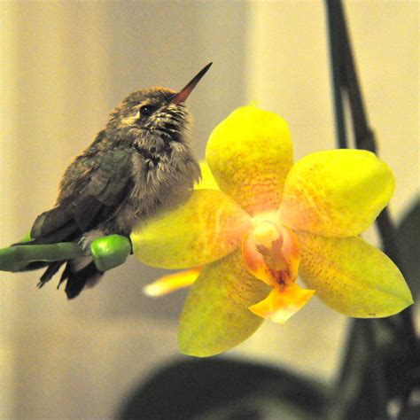 BABY COLIBRI by cmgrafico on DeviantArt