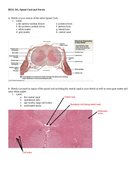 Spinal Cord And Nerves Key Biol Spinal Cord And Nerves A