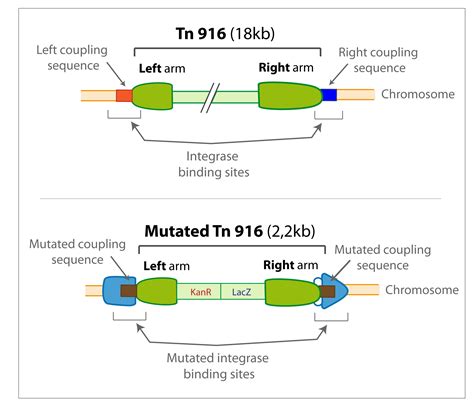 Team:Paris Liliane Bettencourt/Project/Memo-cell/Design - 2010.igem.org