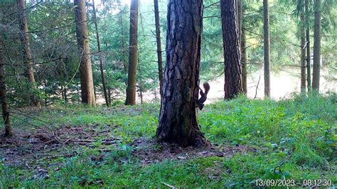 Secacam Wildkamera Tiere Im Wald Youtube