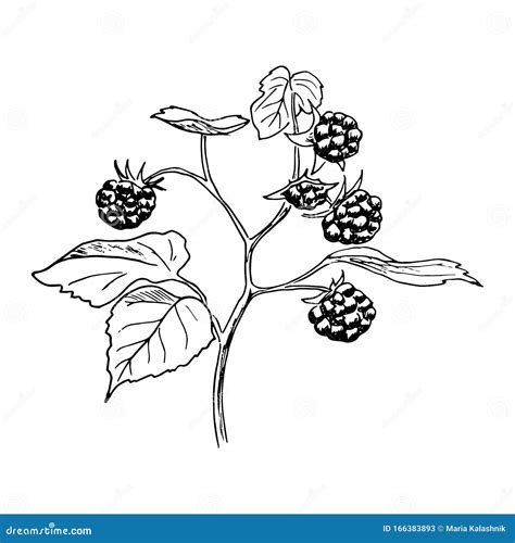 Lamponi Stagionati Sul Ramo Con Foglie Disegno a Mano Disegno Disegno a ...