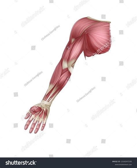 Arm Muscles Muscle Anatomy Human Muscle Anatomy Muscle Diagram
