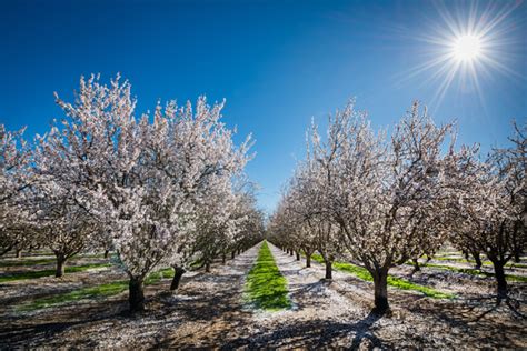 Neil Simmons Photography Vineyards Central Valley Almond Tree In