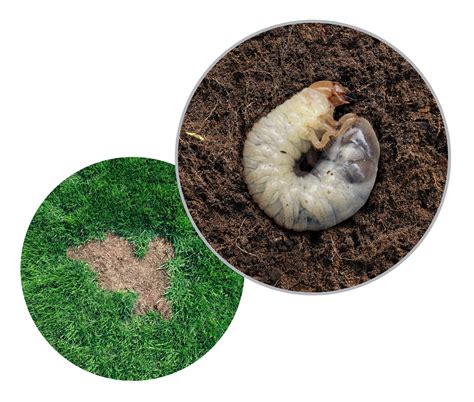 Yellow Grass: Grub Worms | The Grass Outlet | Texas