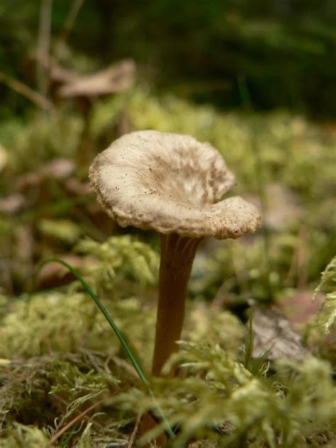 Free Picture Funnel Chanterelles Mushroom