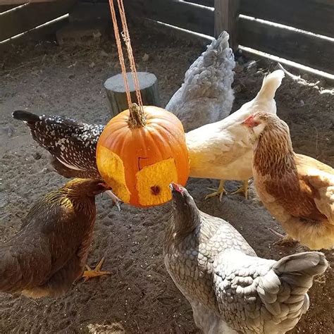 9 Stages Of MOLTING For Chickens