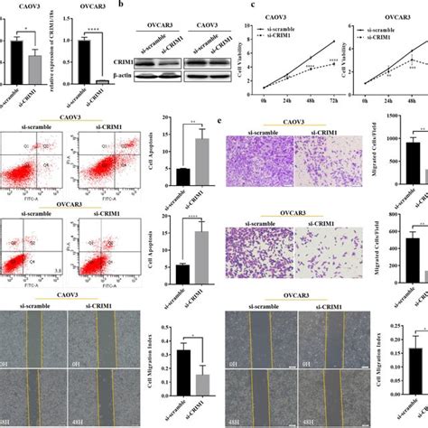 Circcrim Promotes The Progression Of Ovarian Cancer In Vitro Ovarian