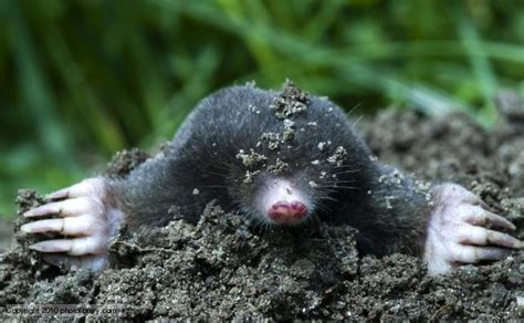 Mole | Animal Wildlife