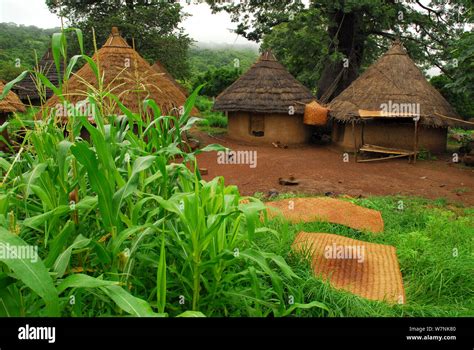 Bedik village huts, Bassari country, east Senegal. This area became a