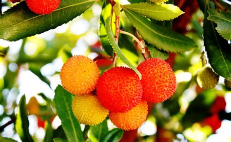 Arbousier Arbutus Unedo Ou Arbre Aux Fraises Plantation Taille