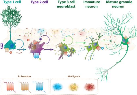 Frontiers Wnt Signaling In The Regulation Of Adult Hippocampal