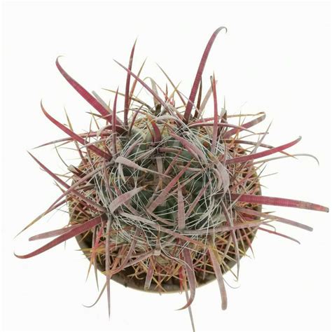 Ferocactus Recurvus 17 Cm Cactaceae Giromagi Vendita Piante Grasse
