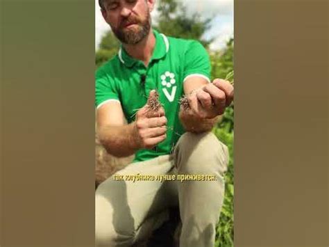 Ведро клубники с одной грядки! Что любит клубника - YouTube